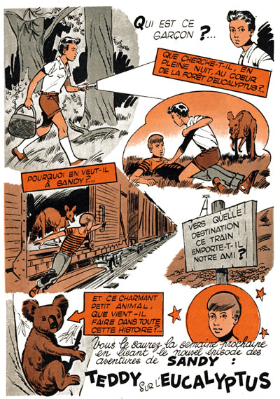 Teddy sur l'eucalyptus